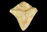 Serrated, Juvenile Megalodon Tooth - Indonesia #149889-1